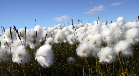 organic-cotton1